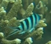 Abudefduf sexfasciatus