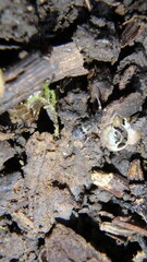 Orchesella cincta