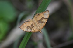 Chrysolarentia correlata
