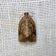 Meritastis ursina
