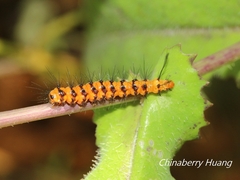 Nyctemera lacticinia