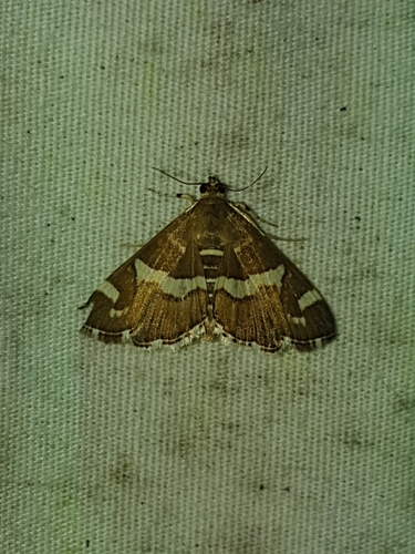 Hawaiian Beet Webworm Moth (Spoladea recurvalis)
