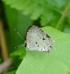 Megisba malaya sikkima