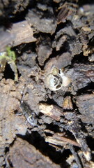 Orchesella cincta