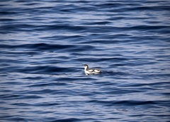 Brachyramphus marmoratus