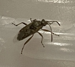 Liorhyssus