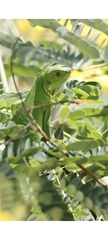 Iguana iguana