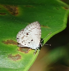 Megisba malaya sikkima
