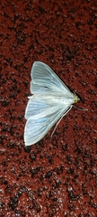 Palpita flegia