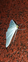 Palpita flegia