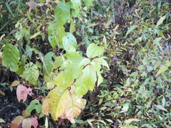 Cephalanthus occidentalis