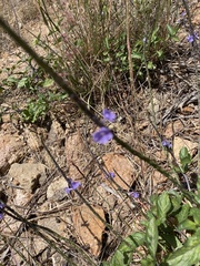 Stachytarpheta jamaicensis