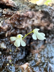 Prayer Plant (Oliveriana)