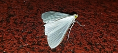 Palpita flegia