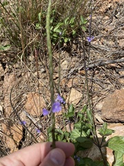 Stachytarpheta jamaicensis