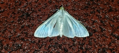 Palpita flegia