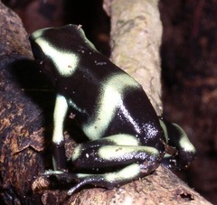 Dendrobates auratus