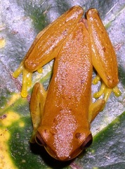 Dendropsophus ebraccatus