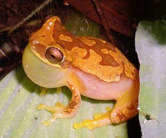 Dendropsophus ebraccatus