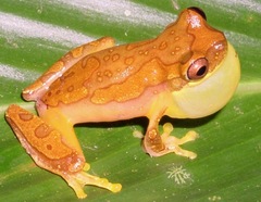 Dendropsophus ebraccatus