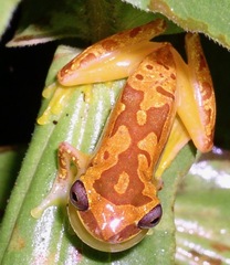 Dendropsophus ebraccatus