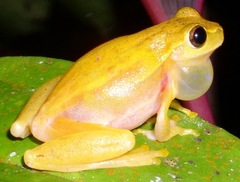 Dendropsophus microcephalus