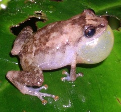 Diasporus diastema