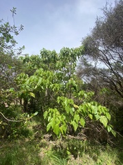 Entelea arborescens