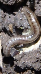 Blaniulus guttulatus