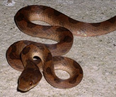 Leptodeira