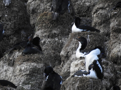 Leucocarbo chalconotus