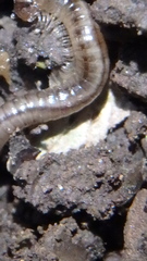 Blaniulus guttulatus