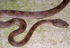 Leptodeira
