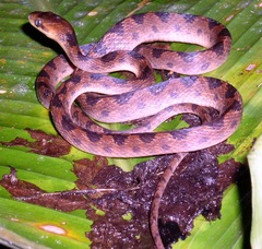 Leptodeira
