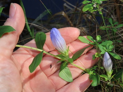 Gentiana catesbaei