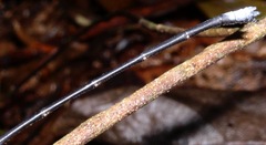 Philogenia carrillica