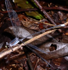 Philogenia carrillica