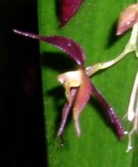 Pleurothallis rowleei image