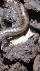 Blaniulus guttulatus