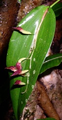 Pleurothallis rowleei