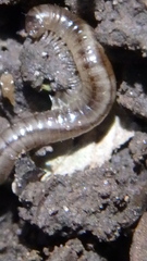 Blaniulus guttulatus