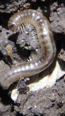 Blaniulus guttulatus