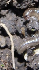 Blaniulus guttulatus