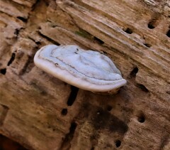 Truncospora ochroleuca