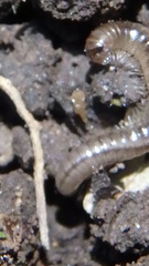 Blaniulus guttulatus