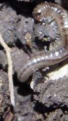 Blaniulus guttulatus