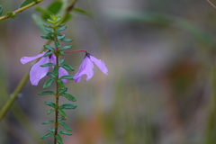 Tetratheca thymifolia