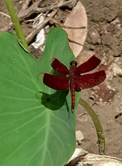 Neurothemis taiwanensis