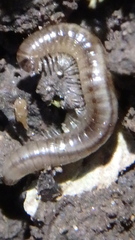 Blaniulus guttulatus