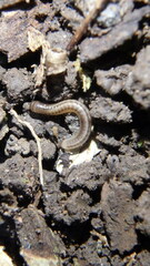 Blaniulus guttulatus